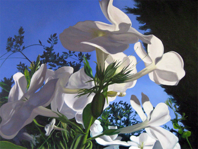 Theo Leijdekkers Witte Phlox